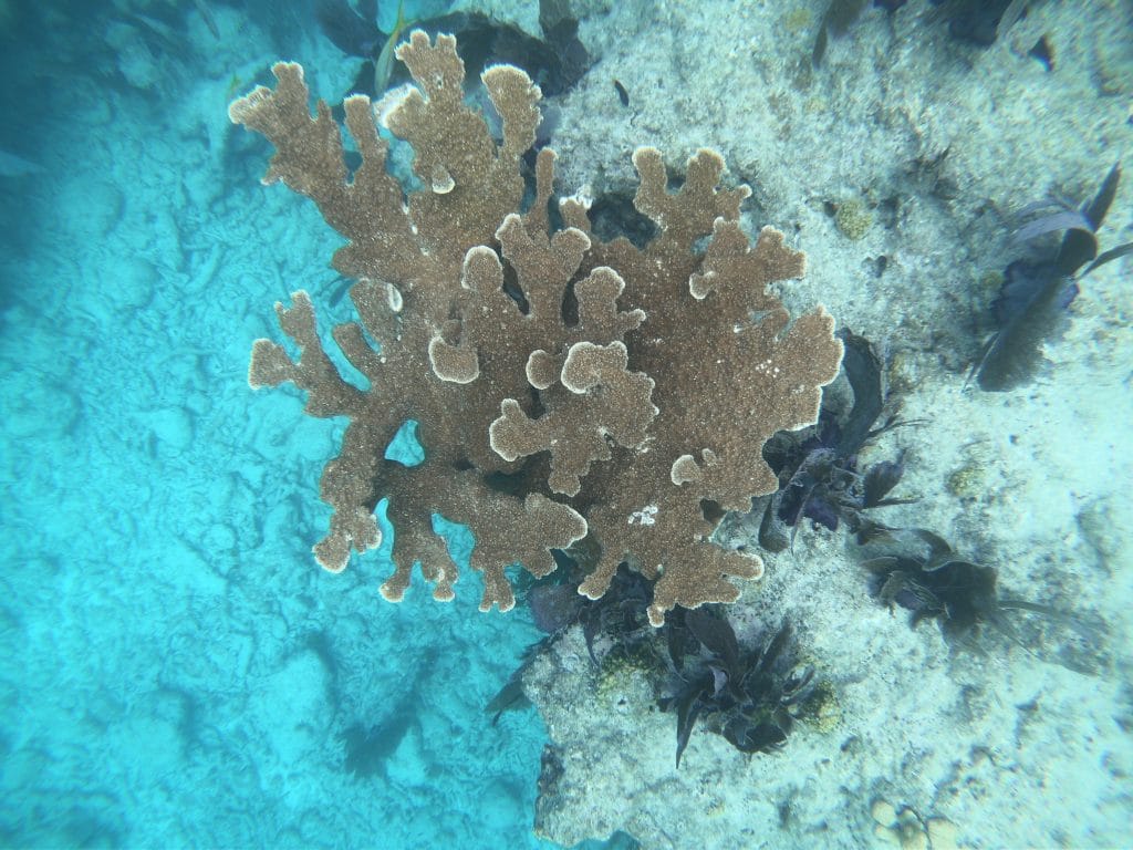 Picture of a coral reef